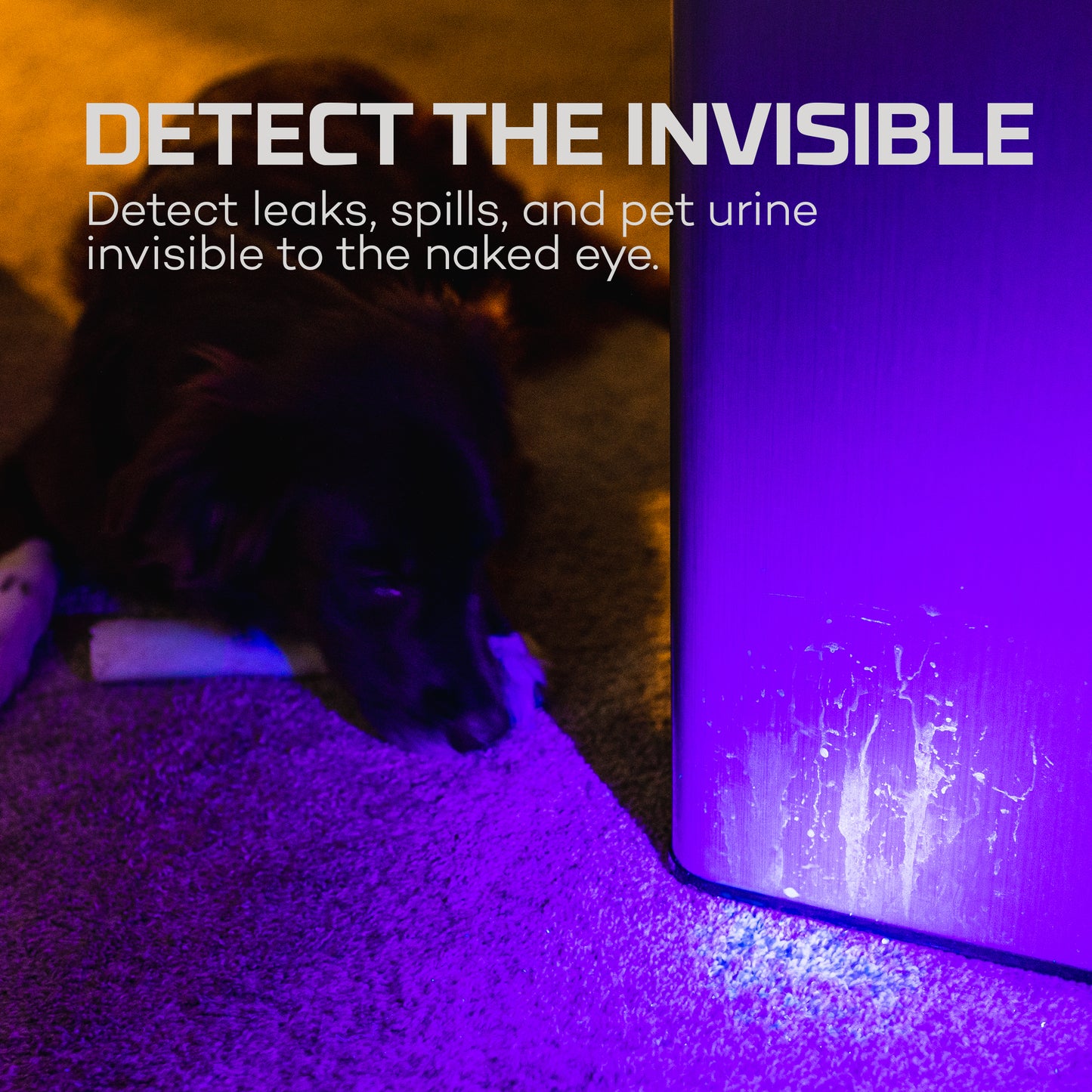 Torchy UV and Blacklight Flashlight